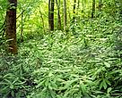 Beech forest habitat - Strandzha Mountains, Bulgaria 