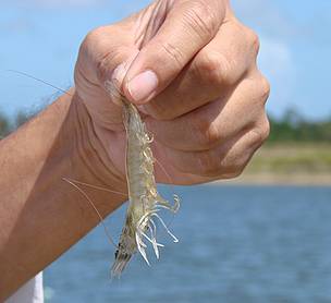Las granjas de camarón en Belice están comprometidas con verter menos efluentes y nutrientes en las ... / &copy;: WWF CARO
