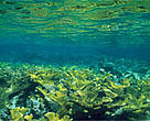 Elkhorn coral (<I>Cropora palmata</I>), Hol Chan Marine Reserve, Belize.