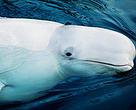 Beluga whale