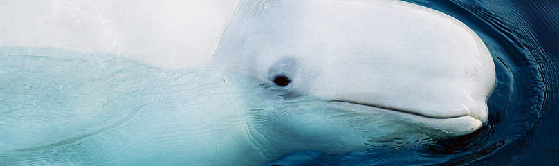 Beluga whale / ©: WWF / ©: WWF