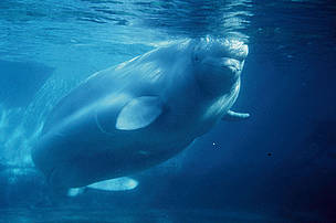 Beluga whales in the St Lawrence River, Canada, have been dying of cancer, local scientists have found.