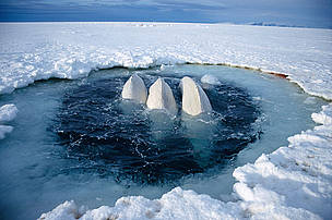 Beluga whales trapped at ice hole (Delphinapterus leucas) too far away to reach open sea, Canadian High Arctic