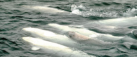 Belugas (<i>Delphinapterus leucas</i>) / &copy;: Peter Prokosch