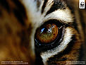  / &copy;: National Geographic Stock / Michael Nicols / WWF