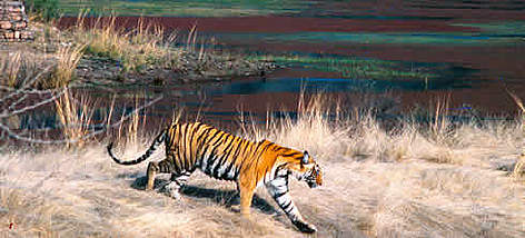 Female Bengal tiger in the Ranthambore National Park, Rajasthan, India. / ©: WWF-Canon / Michel TERRETTAZ Female Bengal tiger in the Ranthambore National Park, Rajasthan, India. rel=