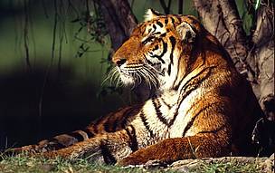 Tigers are among the world’s most threatened species, with only an estimated 3,200 remaining in the wild.