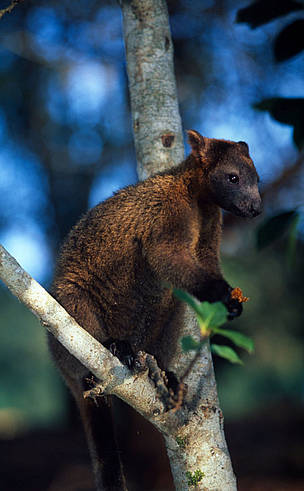 Bennett's tree-kangaroo (Dendrolagus bennettianus) on the branch of a tree. The Bennett's ... / ©: Martin HARVEY / WWF-Canon Bennett's tree-kangaroo (Dendrolagus bennettianus) on the branch of a tree. The Bennett's ... / ©: Martin HARVEY / WWF-Canon
