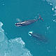 Bowhead Whales seen in the Bering Sea during the April 2006 US Fish and Wildlife Service (USFWS) Walrus Survey.