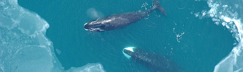 Bowhead Whales seen in the Bering Sea during the April 2006 US Fish and Wildlife Service (USFWS) ... / ©: USFSW/Brad Benter / ©: USFSW/Brad Benter