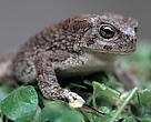 Species such as this Berber toad (<I>Bufo mauritanicus</I>) in El Feidja National Park, Tunisia, are part of crucial wetland biodiversity.