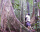 A man looks up at a dipterocarp tree in Betung Kerihun National Park, Kalimantan