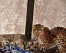 A leopard found in a house near Bhutan's Thrumshingla National Park.