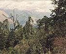 Bhutan's forests and people will benefit from the WWF-UNDP partnership.<BR>