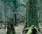 Europe's remaining natural areas may not survive EU enlargement. Bialowiesa primary forest, Poland.