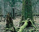 Bialowieza primary forest.