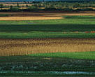 The beautiful Biebrza Marshes would be affected by the Polish government's preferred route for the Via Baltica.<BR>
