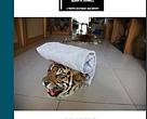 The Big Cat Trade report