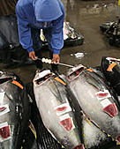 Bigeye Tuna for sale at the fish market in Hawaii. / ©: WWF / Lorraine Hitch / ©: WWF / Lorraine Hitch
