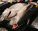 Bigeye Tuna for sale at the fish market in Hawaii.
