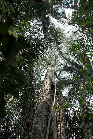 Big leaf mahogany (Swietenia macrophylla), Peru. / ©: James Frankham / WWF-Canon / ©: James Frankham / WWF-Canon