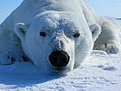 Large male polar bear eight kilometres north of Oliktok, Alaska, US, in the Beaufort Sea. / ©: Eric V. Regehr/USGS / ©: Eric V. Regehr/USGS