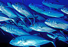 Bigeye trevally (Caranx sexfasciatus), Fiji. / ©: WWF-Canon / Cat HOLLOWAY Bigeye trevally (<i>Caranx sexfasciatus</i>) congregate in schools for safety from ... / ©: WWF-Canon / Cat HOLLOWAY