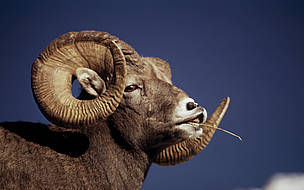 Bighorn sheep are found throughout the Chihuahuan Desert. / ©: Ronald PETOCZ / WWF-Canon / ©: Ronald PETOCZ / WWF-Canon