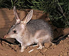 WWF estimates there are over 54,000 species of plants and animals facing the threat of extinction in Australia, including the greater bilby.
