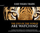 It is estimated that fewer than 7,000 tigers remain in the wild. Around 9,000 exist in captivity, the vast majority in the USA and China. 
