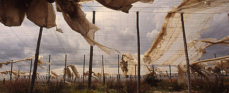 Plastics in an abandoned strawberry field, Spain. / ©: WWF-Canon / Michel Gunther Plastics in an abandoned strawberry field, Spain. rel=