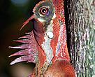 A new lizard species has been documented in Hue province, Vietnam.