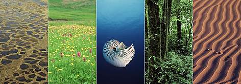 Biomes L to R: tundra (Lena Delta, Russia); grassland (Central Caucasus, Georgia); aquatic ... / ©: L to R: Peter Prokosch / WWF-Canon; Hartmut Jungius / WWF-Canon; Jürgen Freund / WWF-Canon; Mauri Rautkari / WWF-Canon; Edward Parker / WWF-Canon Biomes L to R: tundra (Lena Delta, Russia); grassland (Central Caucasus, Georgia); aquatic ... rel=