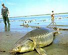This year, harvesting of Caspian Sea basin sturgeon fish is restricted to populating breeding farms.