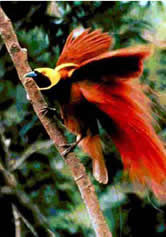  / &copy;: WWF