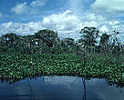 Bird rookery wetlands, Pantanal, Brazil.