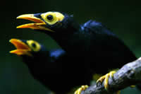 Birds, Sepik, Papua New Guinea / ©: Brent Stirton/Getty Images / WWF-UK / ©: Brent Stirton/Getty Images / WWF-UK