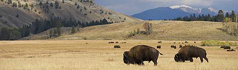 American bison grazing on the prairie. Grand Teton National Park, Wyoming, USA. / ©: iStockPhoto / Ken Canning rel=