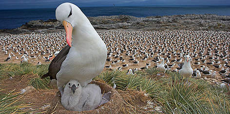 Black-browed albatross (Diomedea / Thalassarche melanophrys) with chick on nest, part of a large ... / ©: naturepl.com/Andy Rouse / WWF Black-browed albatross (Diomedea / Thalassarche melanophrys) with chick on nest, part of a large ... rel=