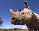 Desert black rhinoceros, South Africa.
