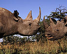 Black rhinoceros (<i>Diceros bicornis</i>) - Two males fighting.