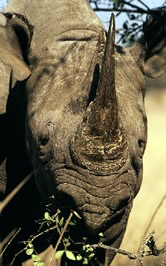 Black rhino. / &copy;: WWF-Canon / Martin HARVEY