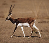  / &copy;: WWF-Canon / Martin HARVEY