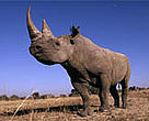 Black rhinoceros (<I>Diceros bicornis</I>), Africa. Peace Parks will help both Africa's wildlife as well as people living in border regions.