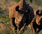 Black Rhino (<i>Diceros bicornis minor</i>)<BR>