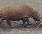Black rhino, Lake Nakuru Rhino Sanctuary.