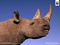 Black rhinoceros (Diceros bicornis) / ©: Martin Harvey / WWF-Canon Black rhinoceros (Diceros bicornis) / ©: Martin Harvey / WWF-Canon