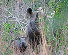 Translocated Black Rhino with calf