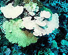 Corals become bleached when water temperatures rise too high for too long a time.
