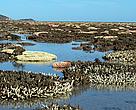 Bleaching coral flats on the Great Barrier Reef, Australia. This is kind of sight we could expect to see regularly under a warmer climate. 